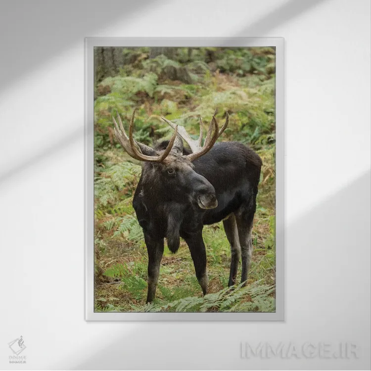 تابلو دکوراتیو Eatonville, Washington, USA,گوزن شمالی نر در پارک حیات وحش ن… اثر جنت هورتون - نمای قابدار سفید