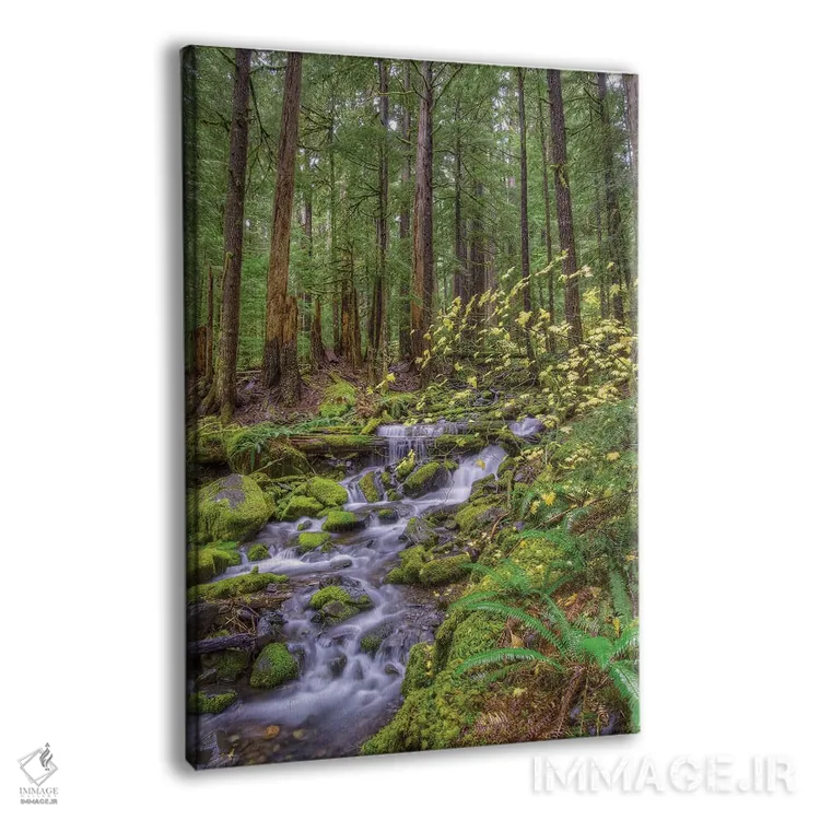 تابلو دکوراتیو Sol Duc River Valley, Olympic National Park, Washington… اثر جونز و شیملاک - نمای پرسپکتیو محصول