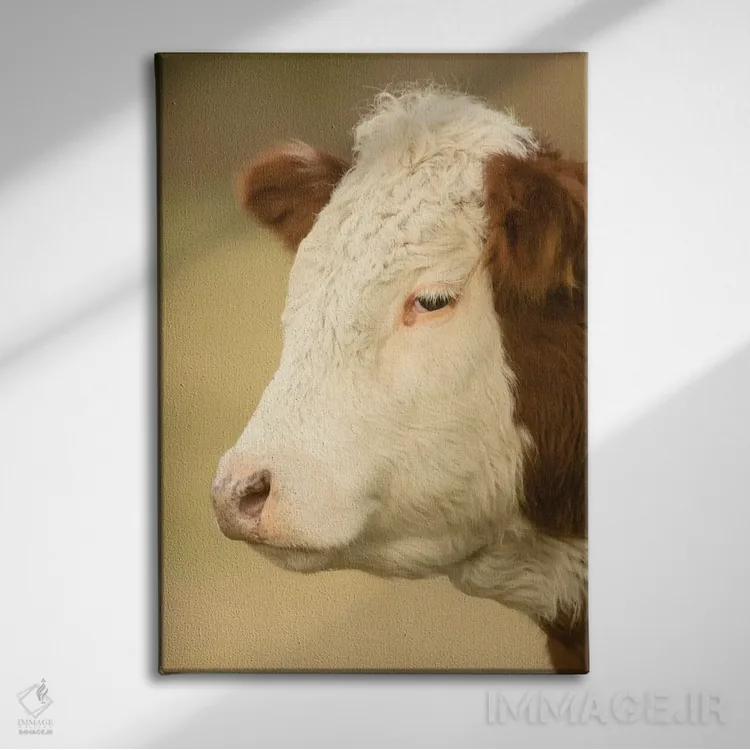 تابلو دکوراتیو La Conner, Washington, USA,نمای نزدیک از گاو هرفورد در چراگا… اثر جنت هورتون - نمای روبهرو روی دیوار