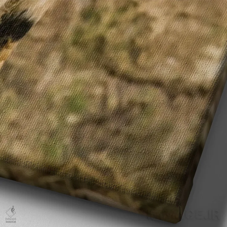 تابلو دکوراتیو Issaquah, Washington, USA,بز کوتوله آفریقایی در حال صدا زدن… اثر جنت هورتون - نمای نزدیک بافت بوم