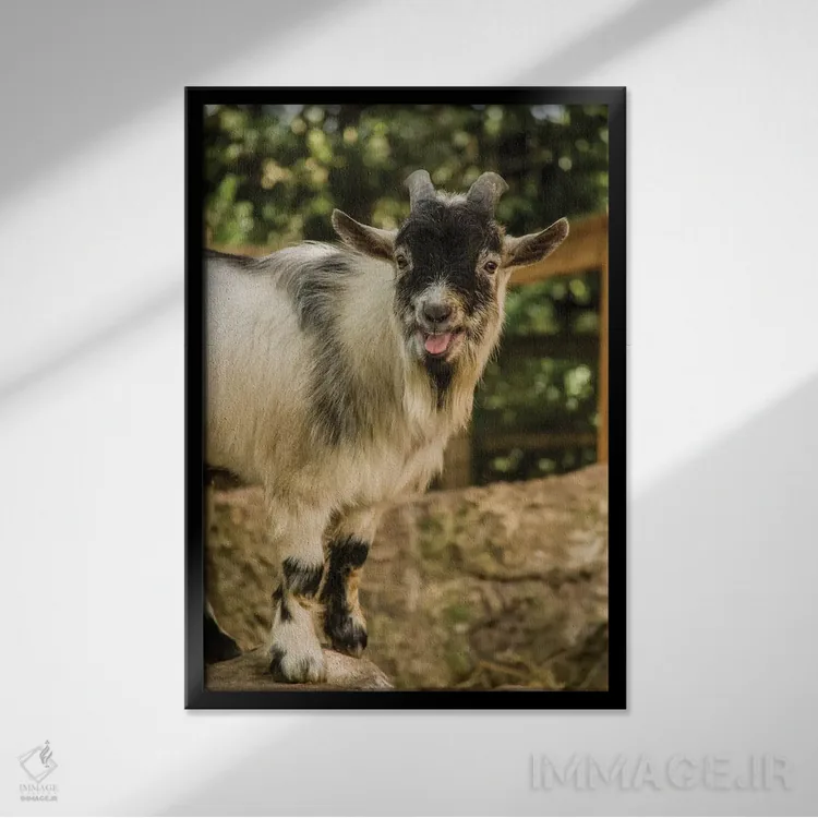 تابلو دکوراتیو Issaquah, Washington, USA,بز کوتوله آفریقایی در حال صدا زدن… اثر جنت هورتون - نمای قابدار مشکی