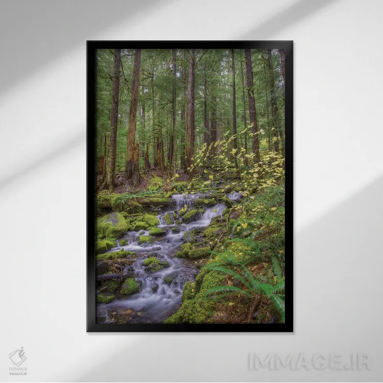 تابلو دکوراتیو Sol Duc River Valley, Olympic National Park, Washington… اثر جونز و شیملاک - نمای قابدار مشکی