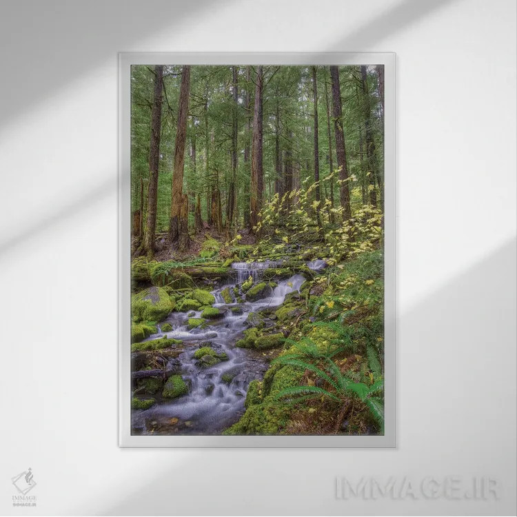 تابلو دکوراتیو Sol Duc River Valley, Olympic National Park, Washington… اثر جونز و شیملاک - نمای قابدار سفید