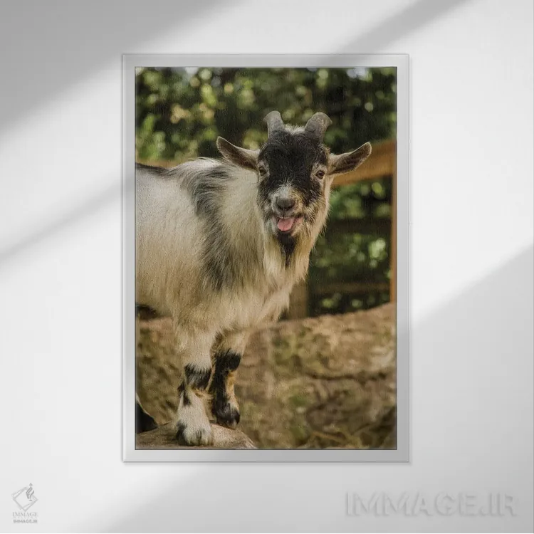 تابلو دکوراتیو Issaquah, Washington, USA,بز کوتوله آفریقایی در حال صدا زدن… اثر جنت هورتون - نمای قابدار سفید