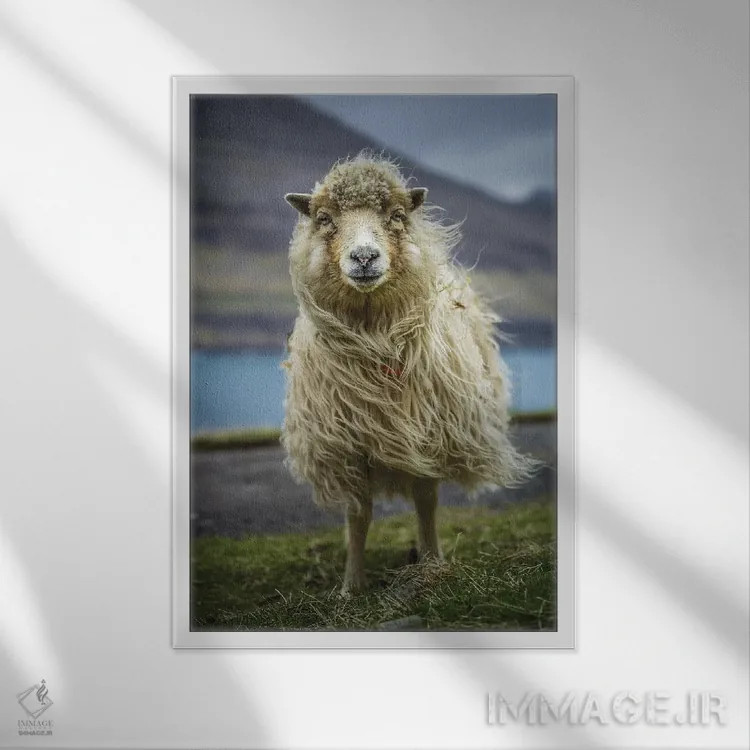 تابلو دکوراتیو گوسفند اثر اندرز یورولف - نمای قابدار سفید