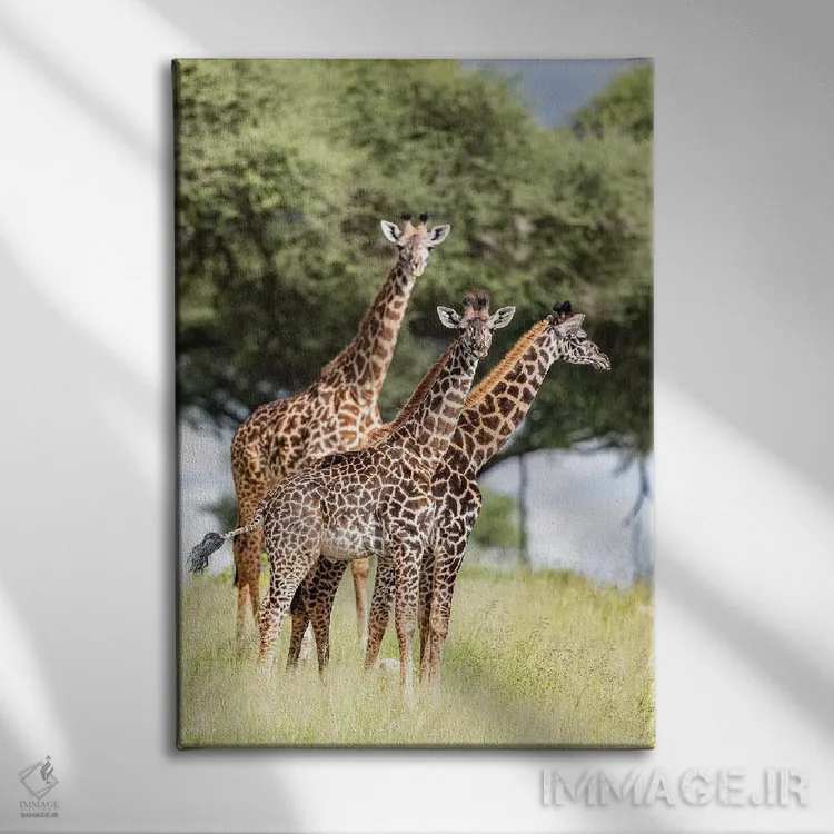 تابلو دکوراتیو کجایی؟ اثر اندرز یورولف - نمای روبهرو روی دیوار