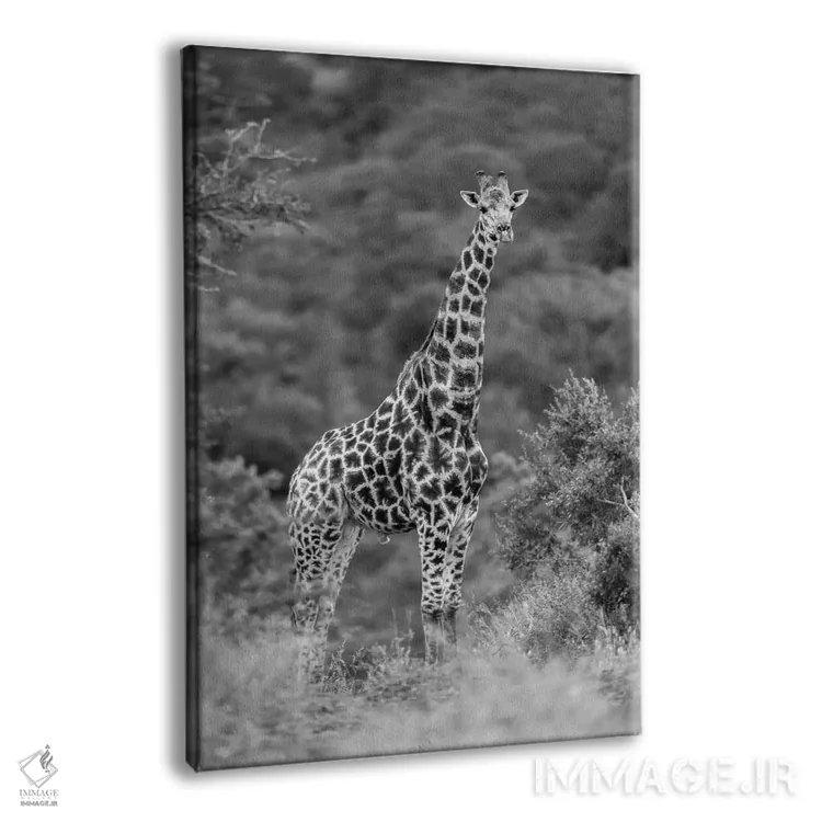 تابلو دکوراتیو زرافه باوقار اثر اندرز یورولف - نمای پرسپکتیو محصول