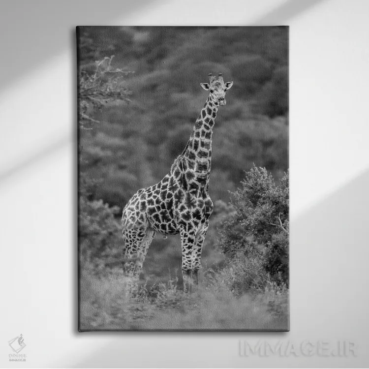 تابلو دکوراتیو زرافه باوقار اثر اندرز یورولف - نمای روبهرو روی دیوار