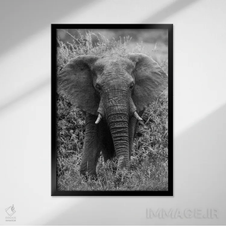 تابلو دکوراتیو فیل در بیشه اثر اندرز یورولف - نمای قابدار مشکی