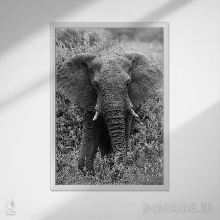 تابلو دکوراتیو فیل در بیشه اثر اندرز یورولف - نمای قابدار سفید