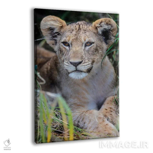 تابلو دکوراتیو بچه شیر اثر اندرز یورولف - نمای پرسپکتیو محصول