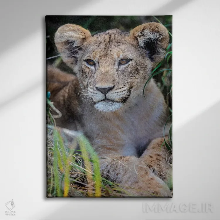 تابلو دکوراتیو بچه شیر اثر اندرز یورولف - نمای روبهرو روی دیوار