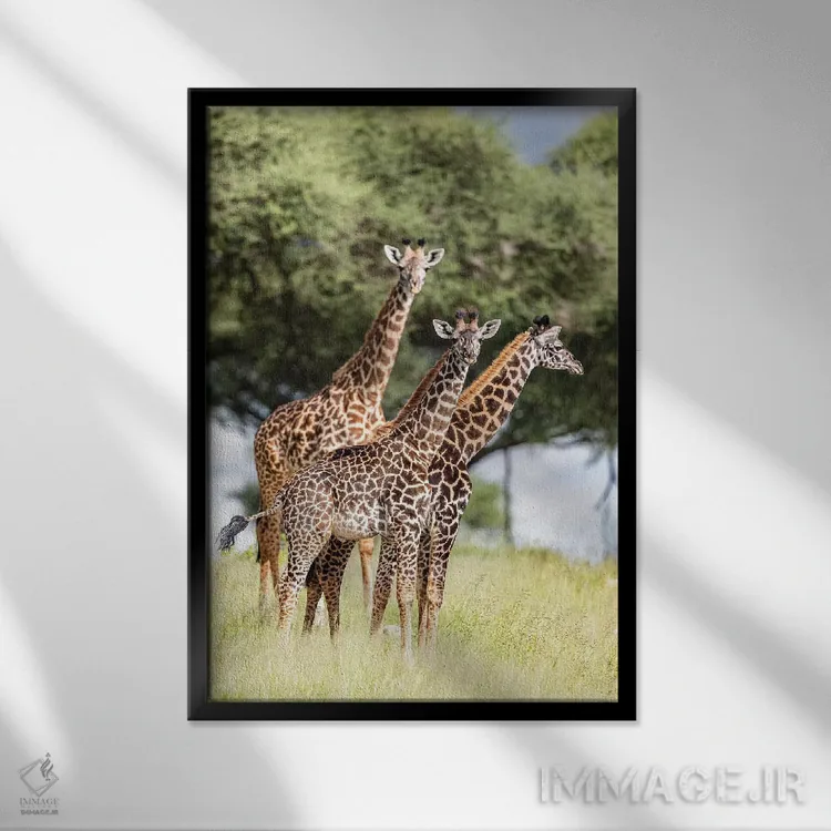 تابلو دکوراتیو کجایی؟ اثر اندرز یورولف - نمای قابدار مشکی