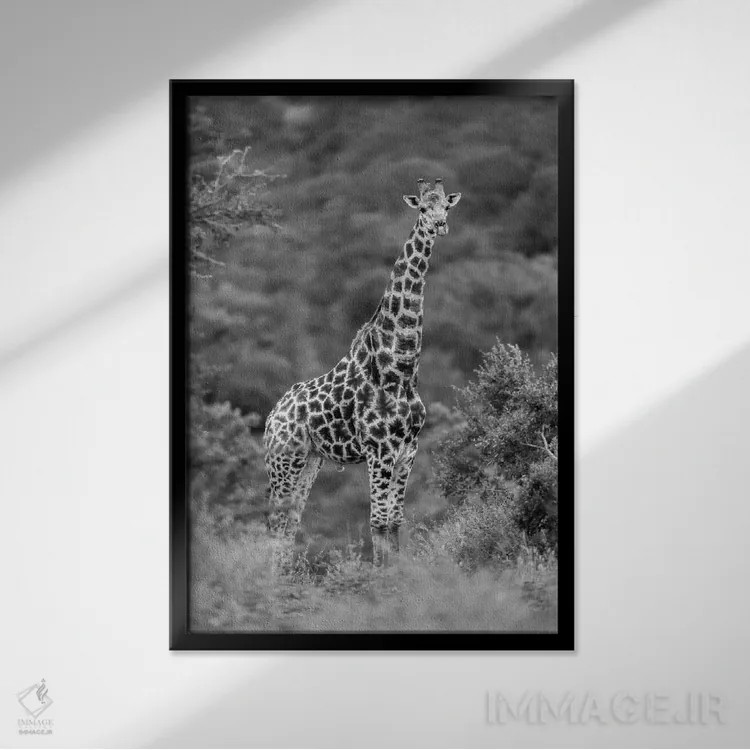 تابلو دکوراتیو زرافه باوقار اثر اندرز یورولف - نمای قابدار مشکی