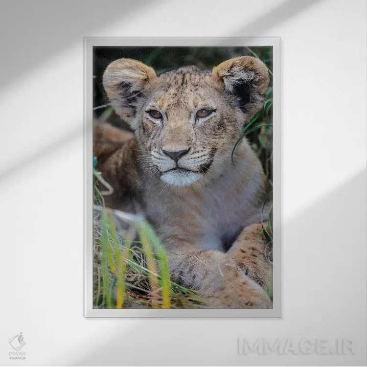 تابلو دکوراتیو بچه شیر اثر اندرز یورولف - نمای قابدار سفید