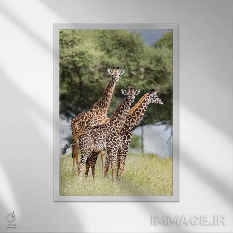 تابلو دکوراتیو کجایی؟ اثر اندرز یورولف - نمای قابدار سفید