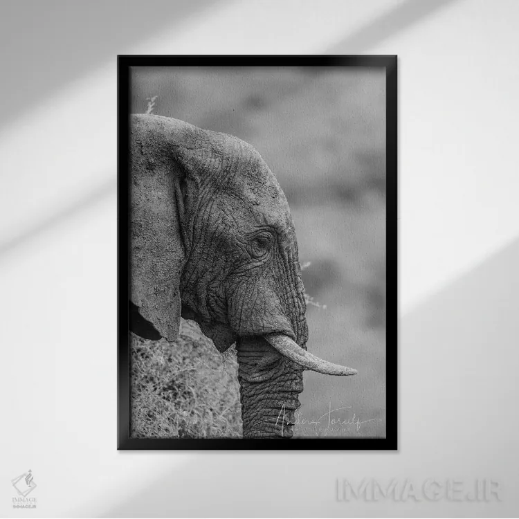 تابلو دکوراتیو فیل خاموش اثر اندرز یورولف - نمای قابدار مشکی