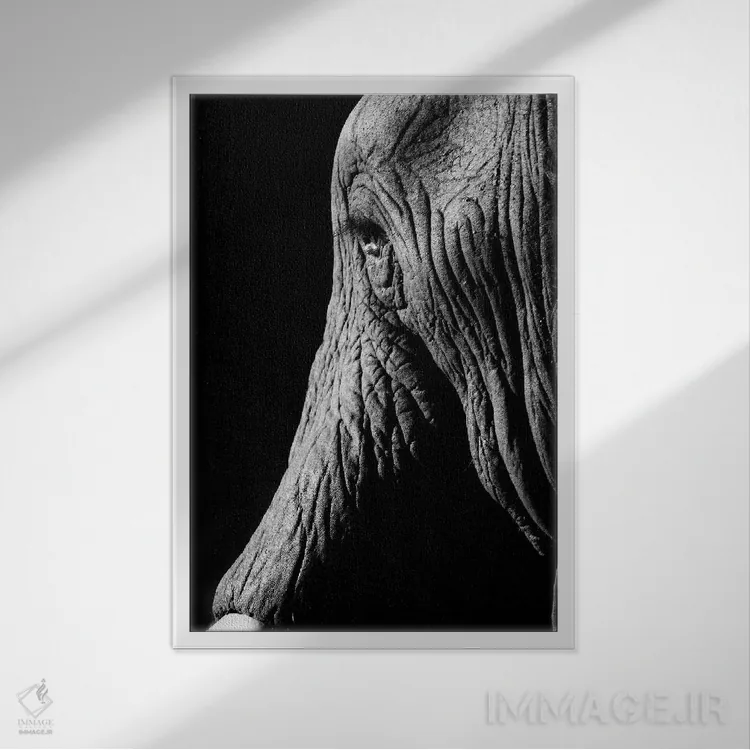 تابلو دکوراتیو فیل اثر اندرز یورولف - نمای قابدار سفید