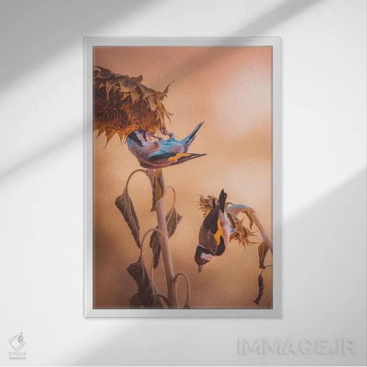 تابلو دکوراتیو سهره ها در حال خوردن بر روی گل های آفتابگردان اثر جفرسون کاستلاری - نمای قابدار سفید