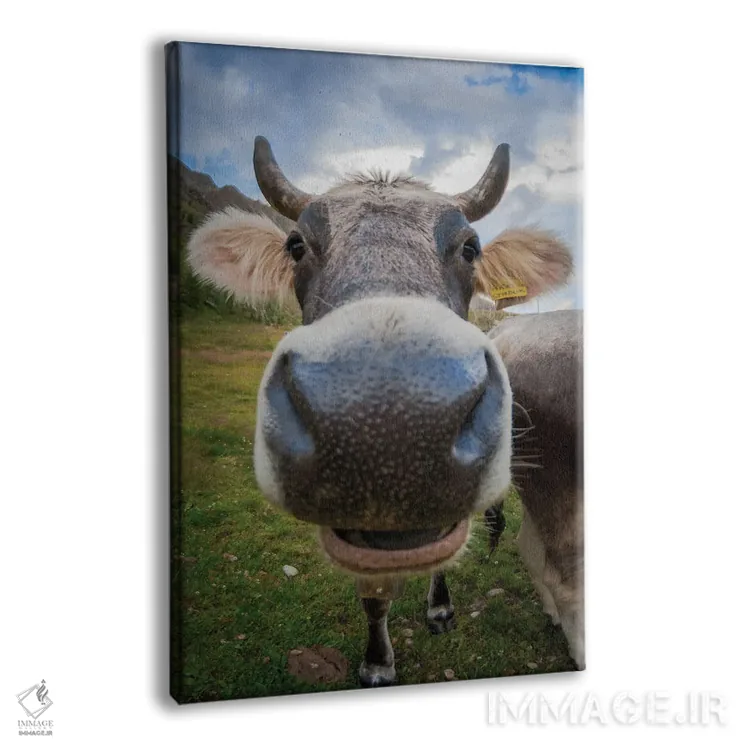 تابلو دکوراتیو نمای نزدیک چشم ماهی از یک گاو با حالت بامزه اثر جفرسون کاستلاری - نمای پرسپکتیو محصول