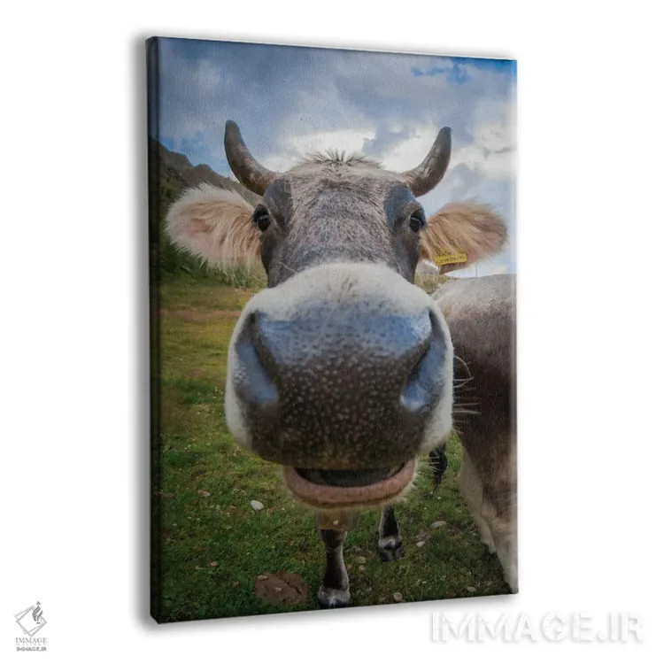 تابلو دکوراتیو نمای نزدیک چشم ماهی از یک گاو با حالت بامزه اثر جفرسون کاستلاری - نمای پرسپکتیو محصول