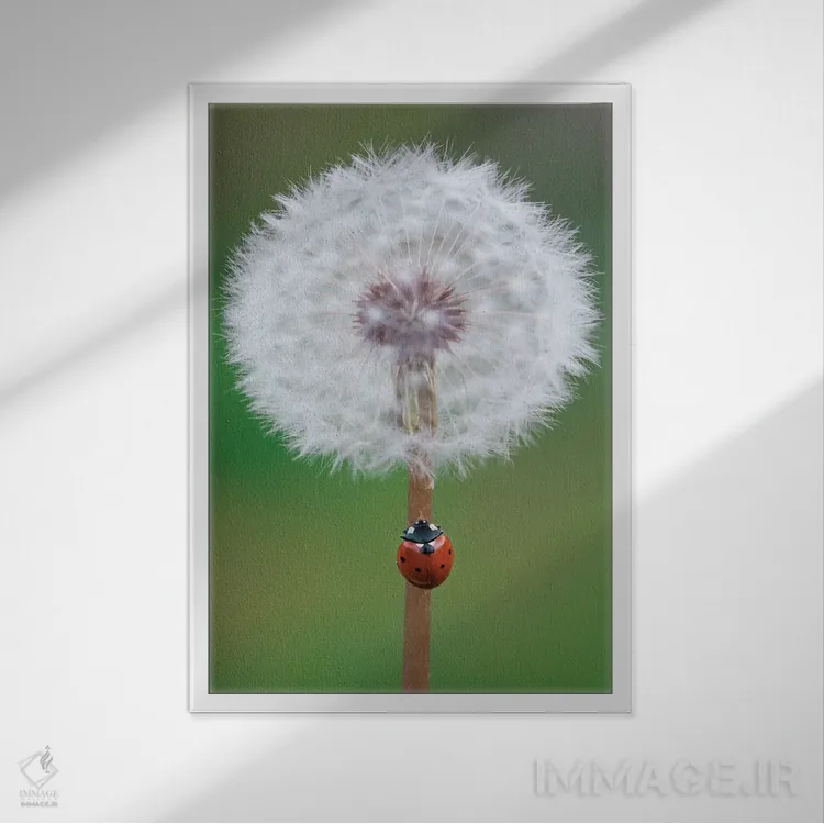 تابلو دکوراتیو کفشدوزک روی قاصدک اثر جفرسون کاستلاری - نمای قابدار سفید