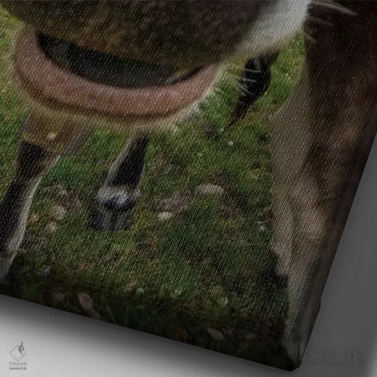 تابلو دکوراتیو نمای نزدیک چشم ماهی از یک گاو با حالت بامزه اثر جفرسون کاستلاری - نمای نزدیک بافت بوم