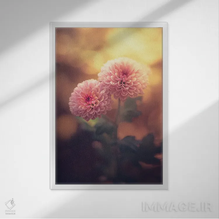 تابلو دکوراتیو یک جفت دالیای کوچک صورتی اثر جفرسون کاستلاری - نمای قابدار سفید