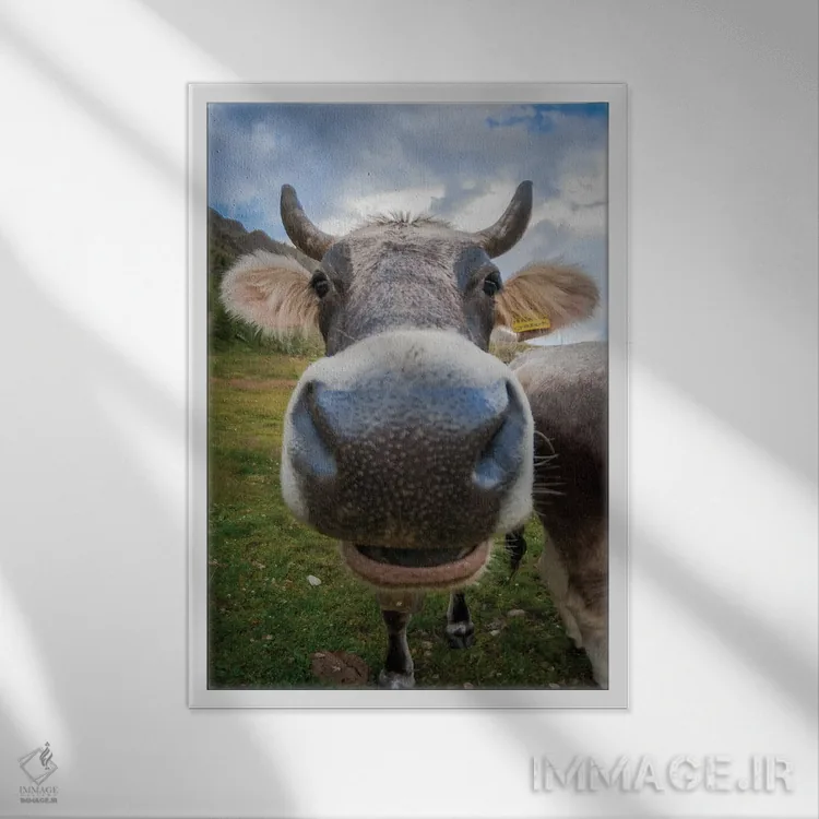 تابلو دکوراتیو نمای نزدیک چشم ماهی از یک گاو با حالت بامزه اثر جفرسون کاستلاری - نمای قابدار سفید