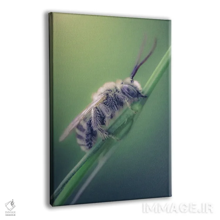 تابلو دکوراتیو زنبور وحشی در حال گاز گرفتن ساقه علف اثر جفرسون کاستلاری - نمای پرسپکتیو محصول