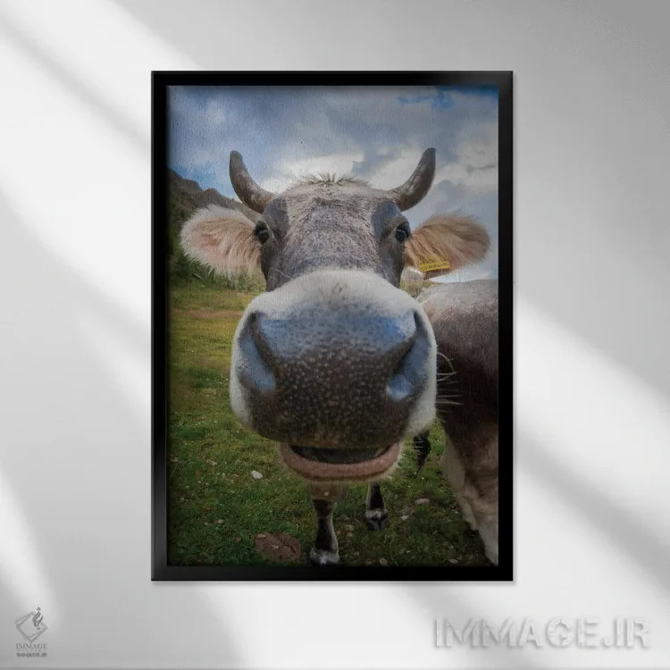 تابلو دکوراتیو نمای نزدیک چشم ماهی از یک گاو با حالت بامزه اثر جفرسون کاستلاری - نمای قابدار مشکی