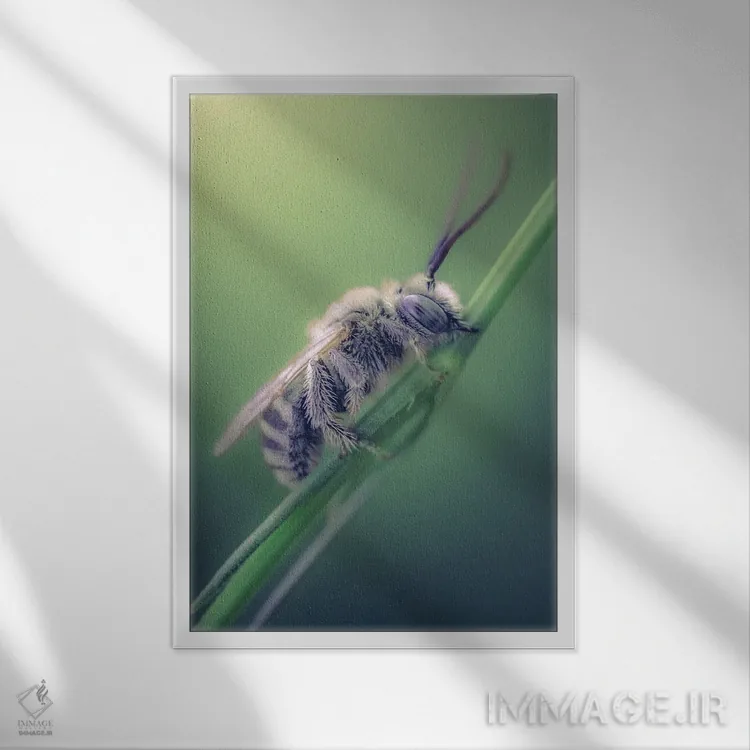 تابلو دکوراتیو زنبور وحشی در حال گاز گرفتن ساقه علف اثر جفرسون کاستلاری - نمای قابدار سفید