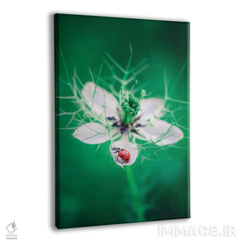 تابلو دکوراتیو کفشدوزک قرمز اثر جفرسون کاستلاری - نمای پرسپکتیو محصول