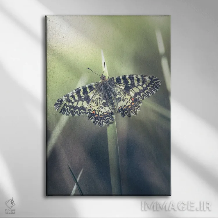 تابلو دکوراتیو پروانه کمیاب اثر جفرسون کاستلاری - نمای روبهرو روی دیوار