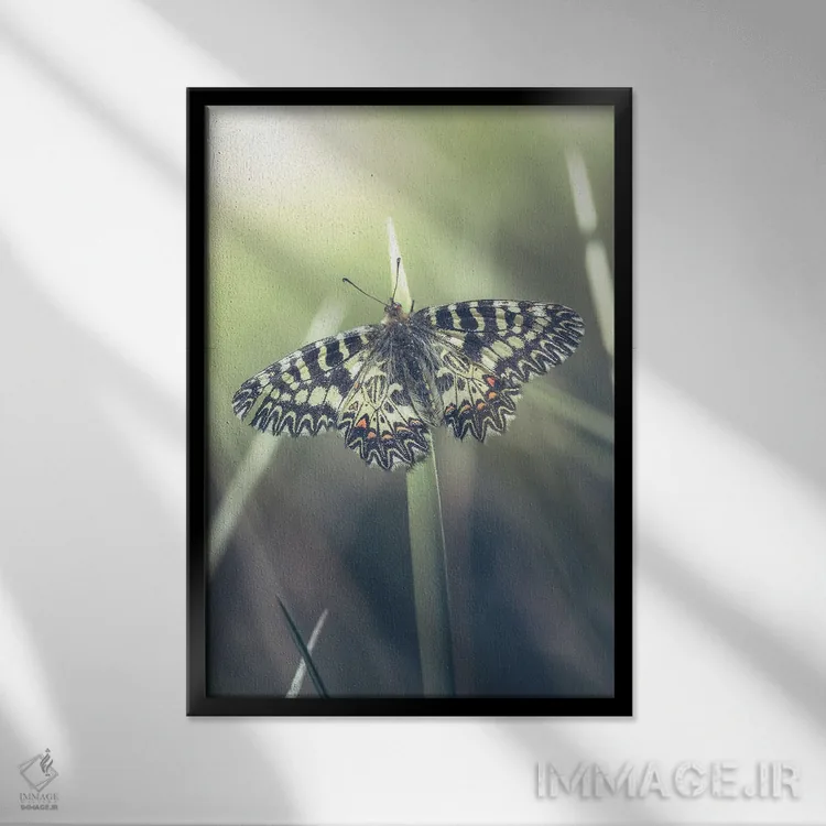 تابلو دکوراتیو پروانه کمیاب اثر جفرسون کاستلاری - نمای قابدار مشکی