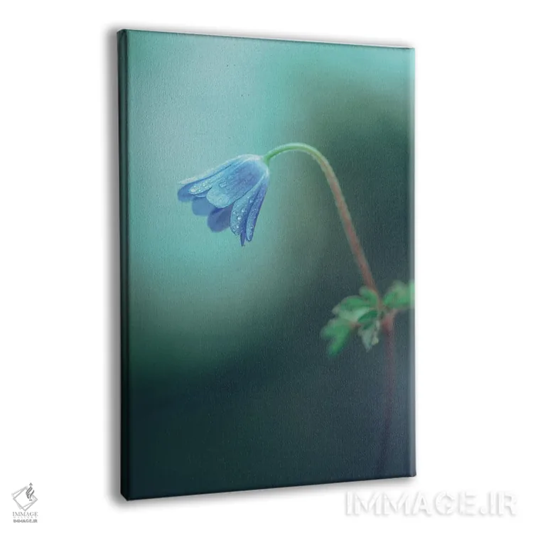 تابلو دکوراتیو پرتره نمای نزدیک گل شقایق آپنینی اثر جفرسون کاستلاری - نمای پرسپکتیو محصول