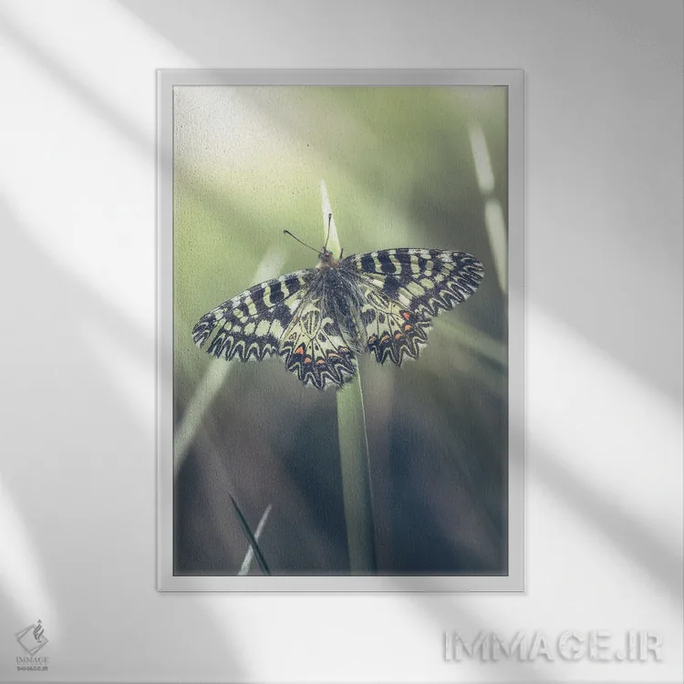 تابلو دکوراتیو پروانه کمیاب اثر جفرسون کاستلاری - نمای قابدار سفید