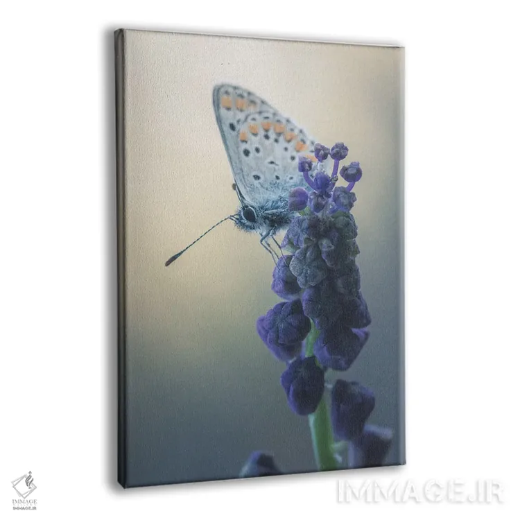 تابلو دکوراتیو پروانه روی گل لامپاسونه اثر جفرسون کاستلاری - نمای پرسپکتیو محصول