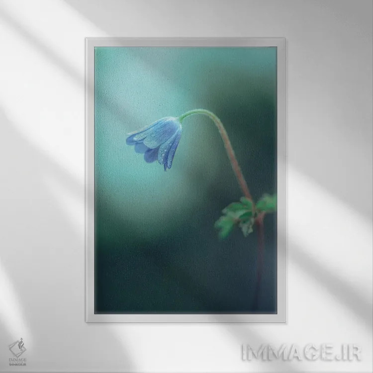 تابلو دکوراتیو پرتره نمای نزدیک گل شقایق آپنینی اثر جفرسون کاستلاری - نمای قابدار سفید