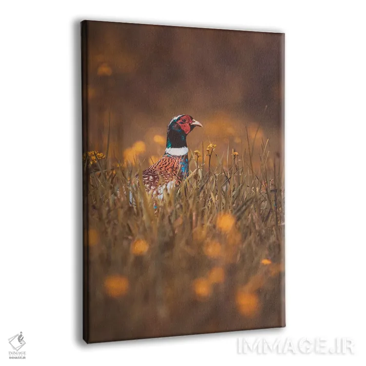 تابلو دکوراتیو قرقاول نر در حال سرک کشیدن اثر جفرسون کاستلاری - نمای پرسپکتیو محصول