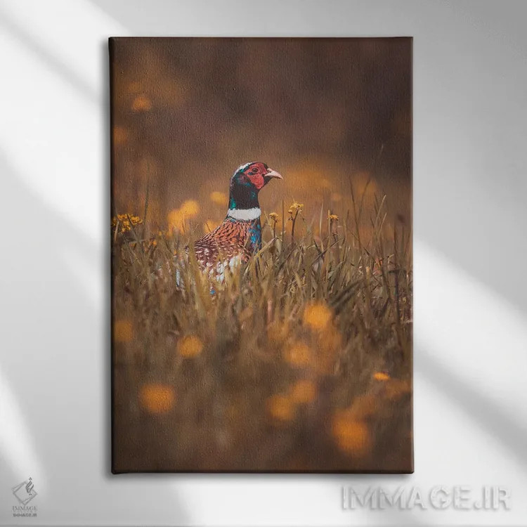 تابلو دکوراتیو قرقاول نر در حال سرک کشیدن اثر جفرسون کاستلاری - نمای روبهرو روی دیوار