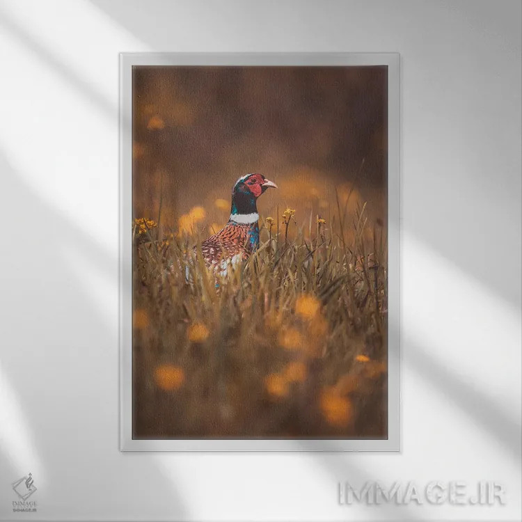 تابلو دکوراتیو قرقاول نر در حال سرک کشیدن اثر جفرسون کاستلاری - نمای قابدار سفید