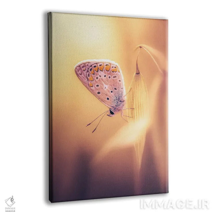 تابلو دکوراتیو پروانه کوچک میان یولاف های وحشی اثر جفرسون کاستلاری - نمای پرسپکتیو محصول