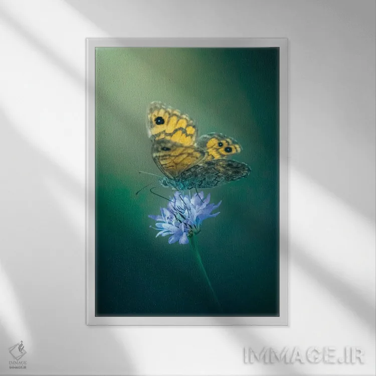 تابلو دکوراتیو پروانه روی گل اثر جفرسون کاستلاری - نمای قابدار سفید