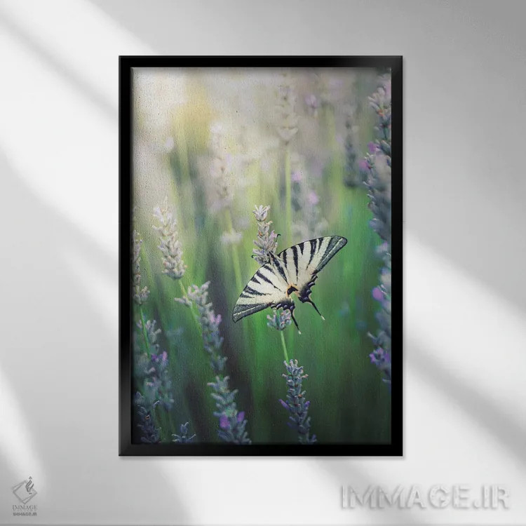 تابلو دکوراتیو پروانه زیبای ایفیکلیدس پودالریوس روی گل های اسطوخودوس اثر جفرسون کاستلاری - نمای قابدار مشکی