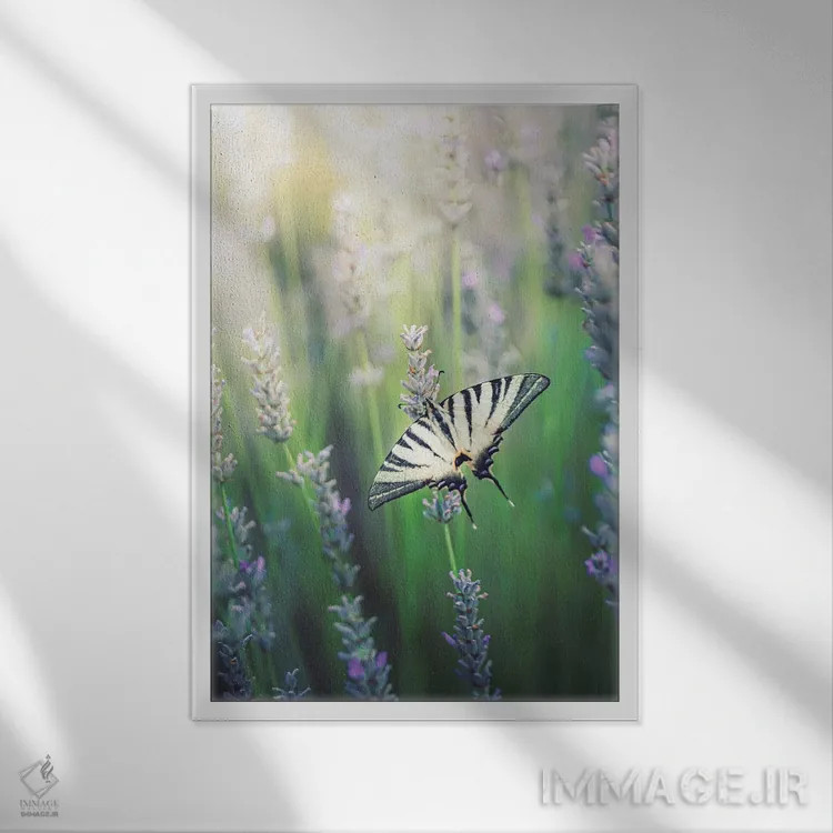 تابلو دکوراتیو پروانه زیبای ایفیکلیدس پودالریوس روی گل های اسطوخودوس اثر جفرسون کاستلاری - نمای قابدار سفید