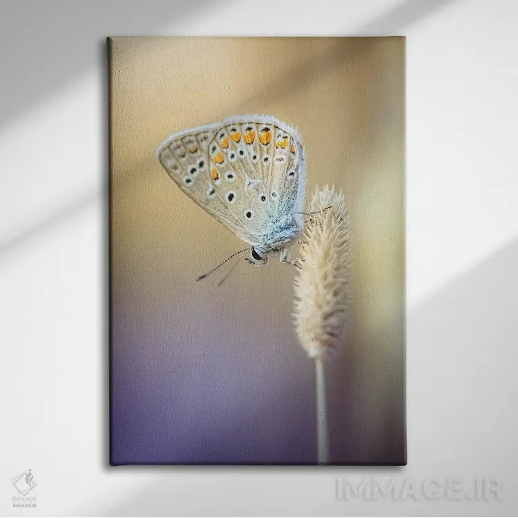 تابلو دکوراتیو پروانه کوچک در میان علف های خشک اثر جفرسون کاستلاری - نمای روبهرو روی دیوار