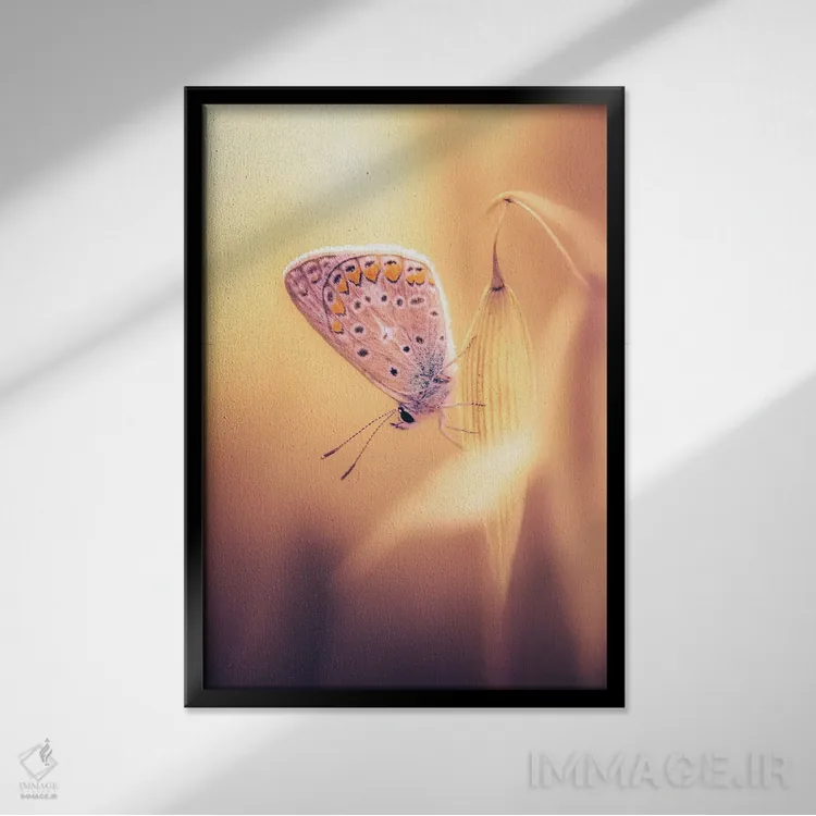 تابلو دکوراتیو پروانه کوچک میان یولاف های وحشی اثر جفرسون کاستلاری - نمای قابدار مشکی