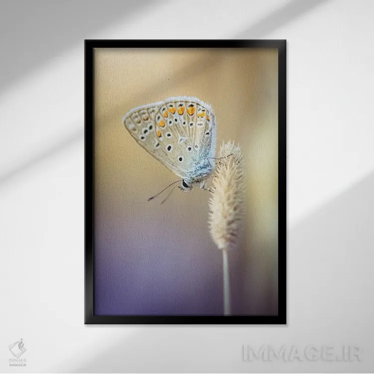 تابلو دکوراتیو پروانه کوچک در میان علف های خشک اثر جفرسون کاستلاری - نمای قابدار مشکی