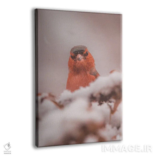 تابلو دکوراتیو پرتره فنچ در برف اثر جفرسون کاستلاری - نمای پرسپکتیو محصول